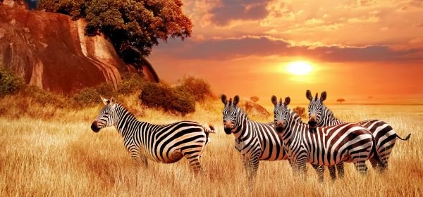 maasai mara