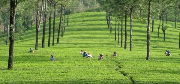munnar