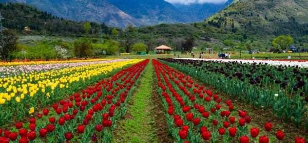 Strawberry valley