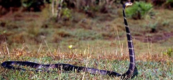 king cobra