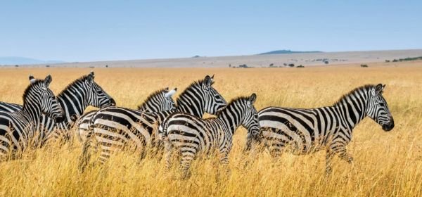 Masai Mara (4)