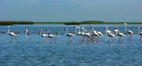 Chilika Lake