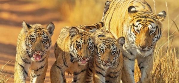Wildlife Escape
