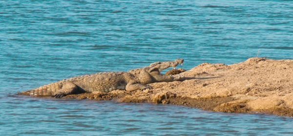 Gir National Park
