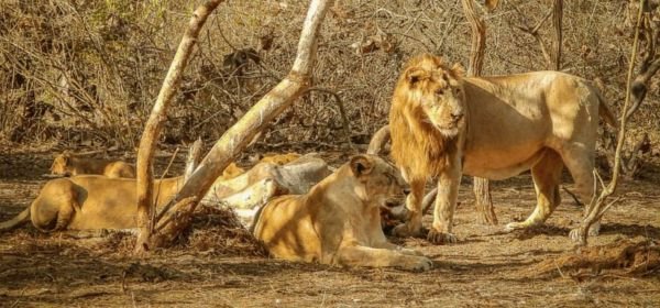 gir devalia safari