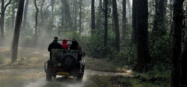 Jungle safari