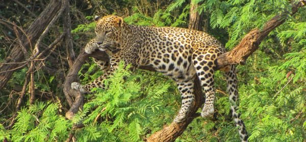 lengteng wildlife