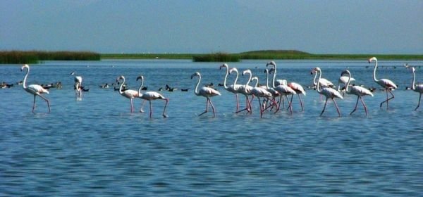 Chilika lake (2)