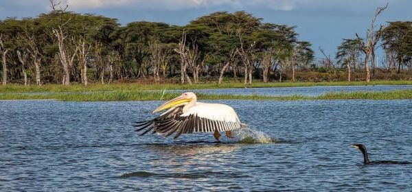 lake naivasha