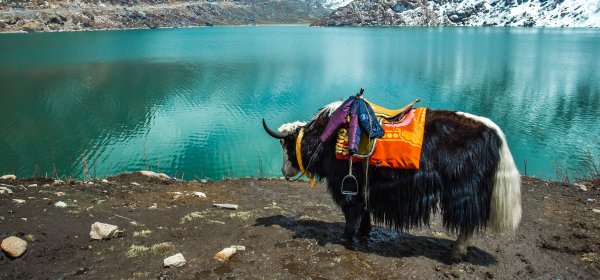 Gangtok Gallery 1