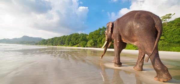 elephant beach havelock island (1)